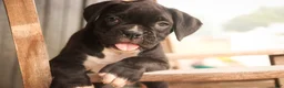 Boxer dogs for sale: Ford - Ad 4