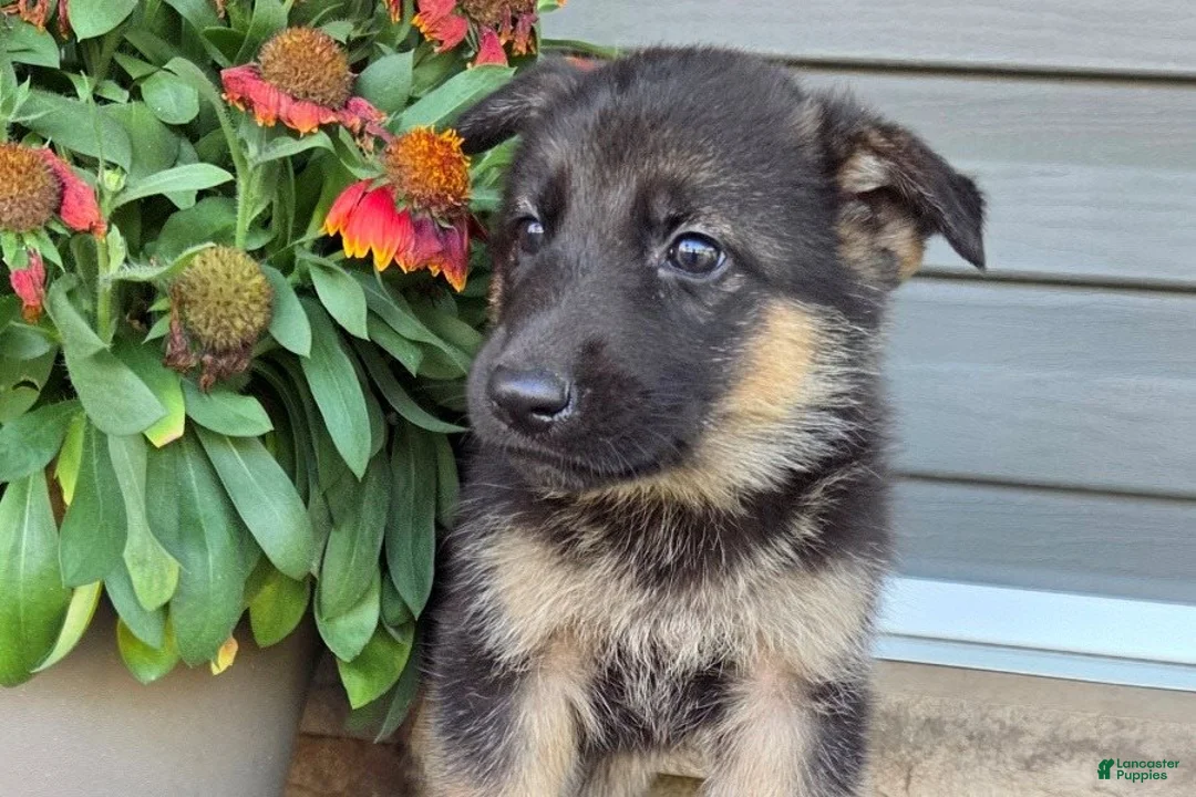 German Shepherd dogs for sale: Asher - Ad 3