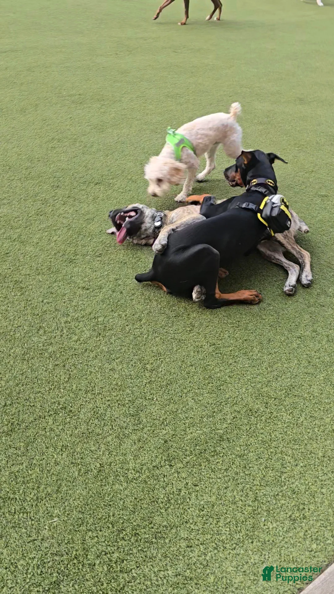 Doberman Pinscher dogs for sale: Prince Charming - Ad 10