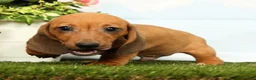 Miniature Dachshund dogs for sale: Jordan - Ad 3