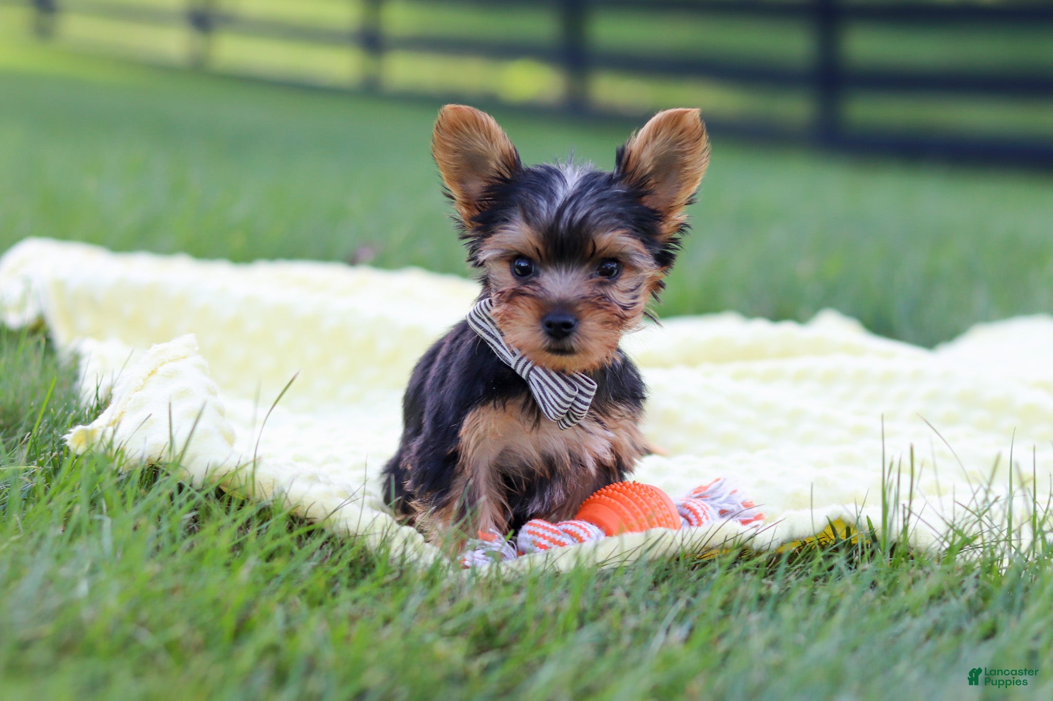 Yorkshire Terrier dogs Mason - Ad 2