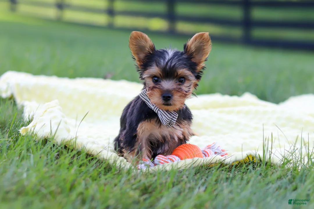Yorkshire Terrier dogs for sale: Mason - Ad 2