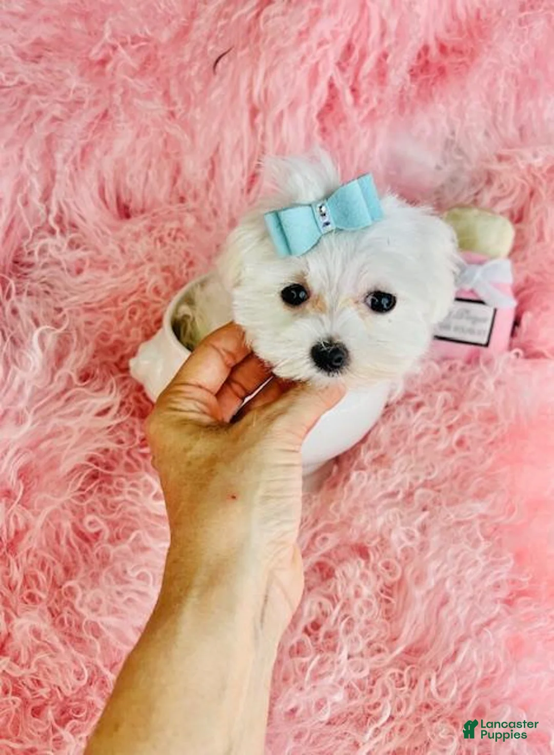 Maltese dogs for sale: Maltese Puppy 1 - Ad 2
