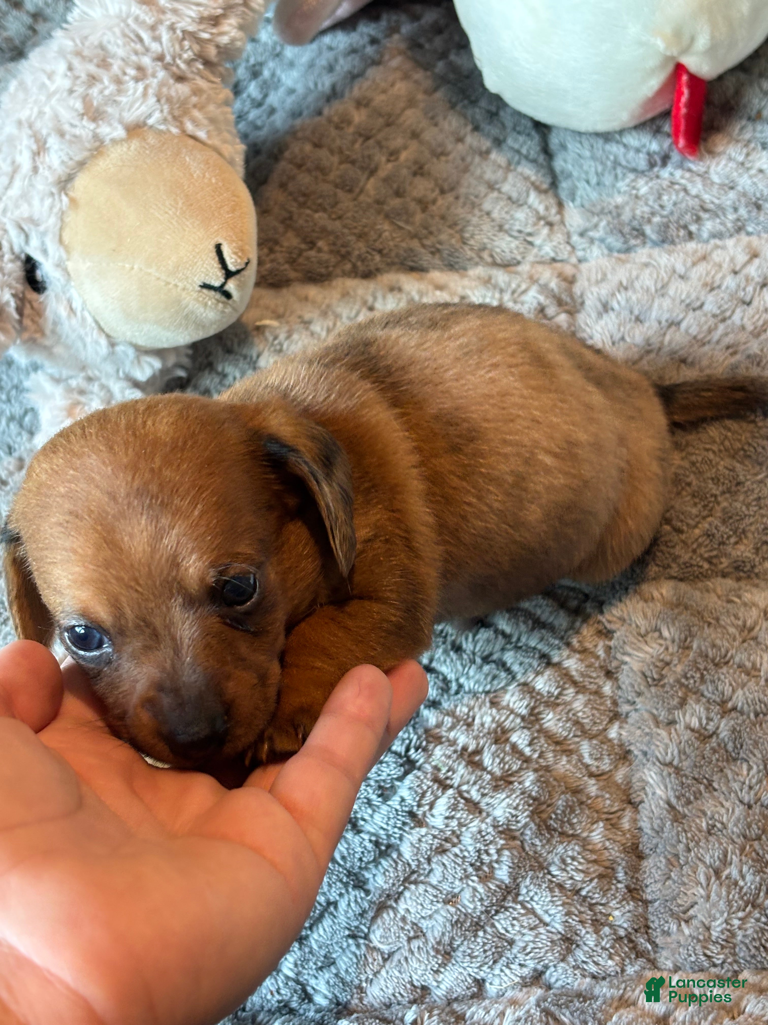 Dachshund dogs Dachshund 3 - Ad 1