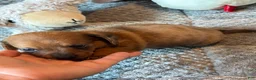 Dachshund dogs for sale: Dachshund 3 - Ad 1