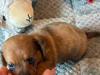 Dachshund dogs Dachshund 3 - Ad 1