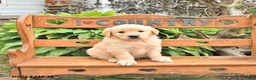 Golden Retriever dogs for sale: Dallas - Ad 2