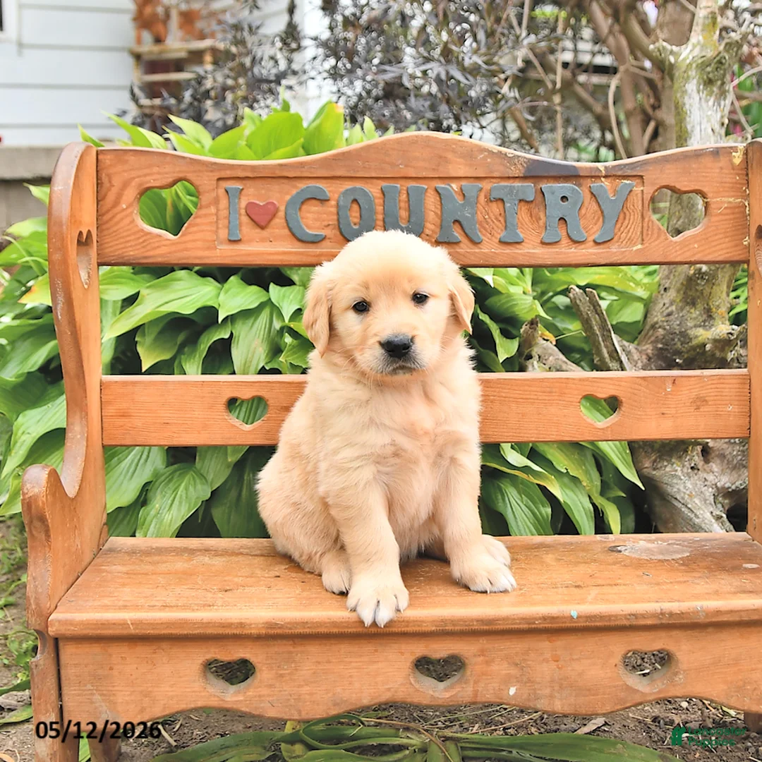 Golden Retriever dogs for sale: Dallas - Ad 2