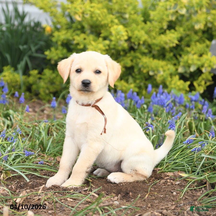 Mixed Breed dogs Coconut - Ad 2