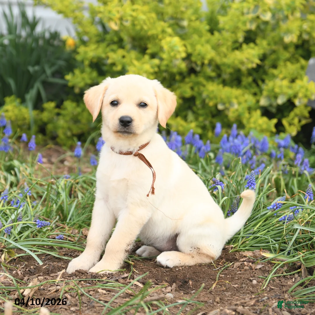 Mixed Breed dogs for sale: Coconut - Ad 2