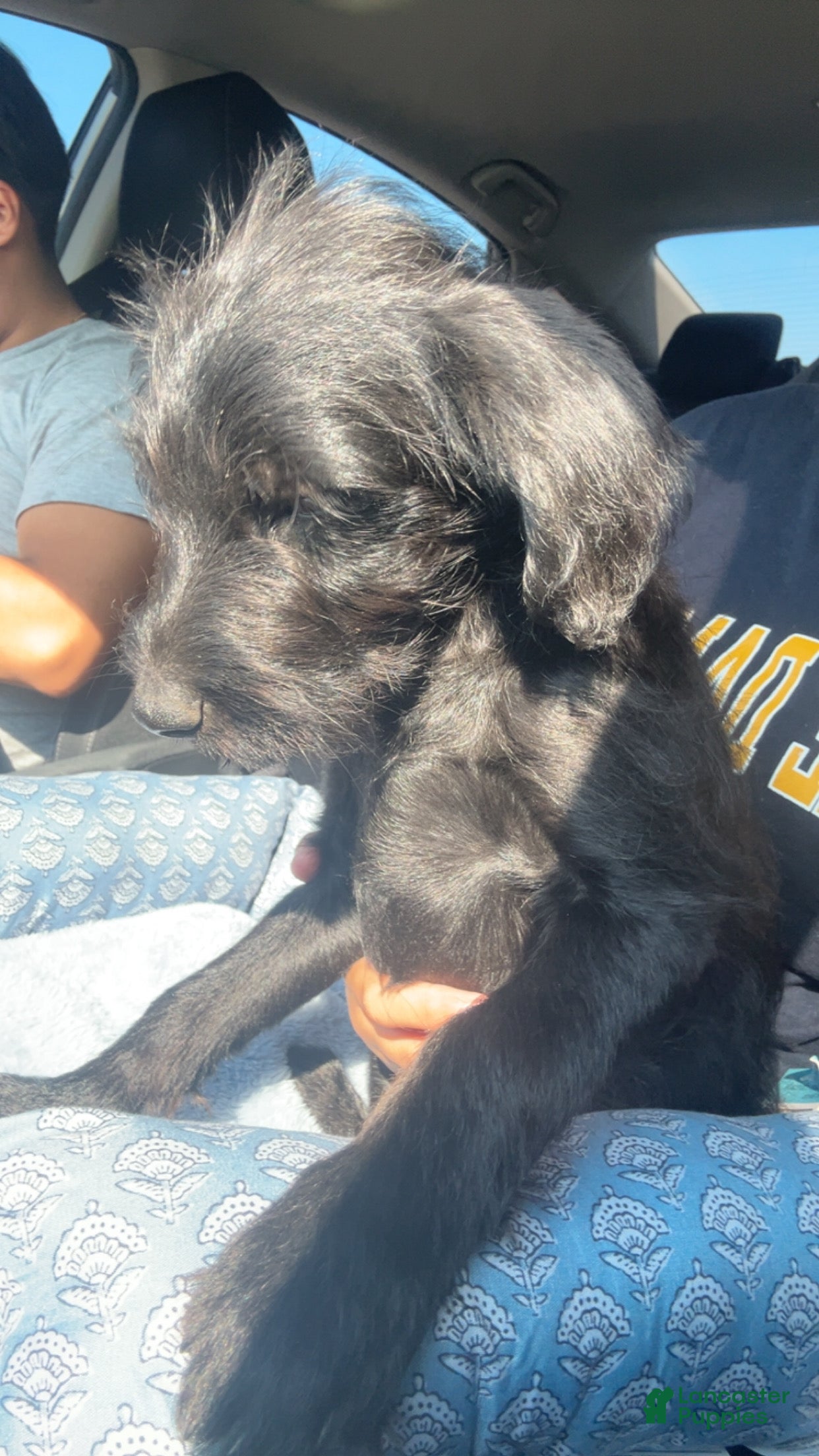 Labradoodle dogs Bear ,11 weeks old, not 9months - Ad 31