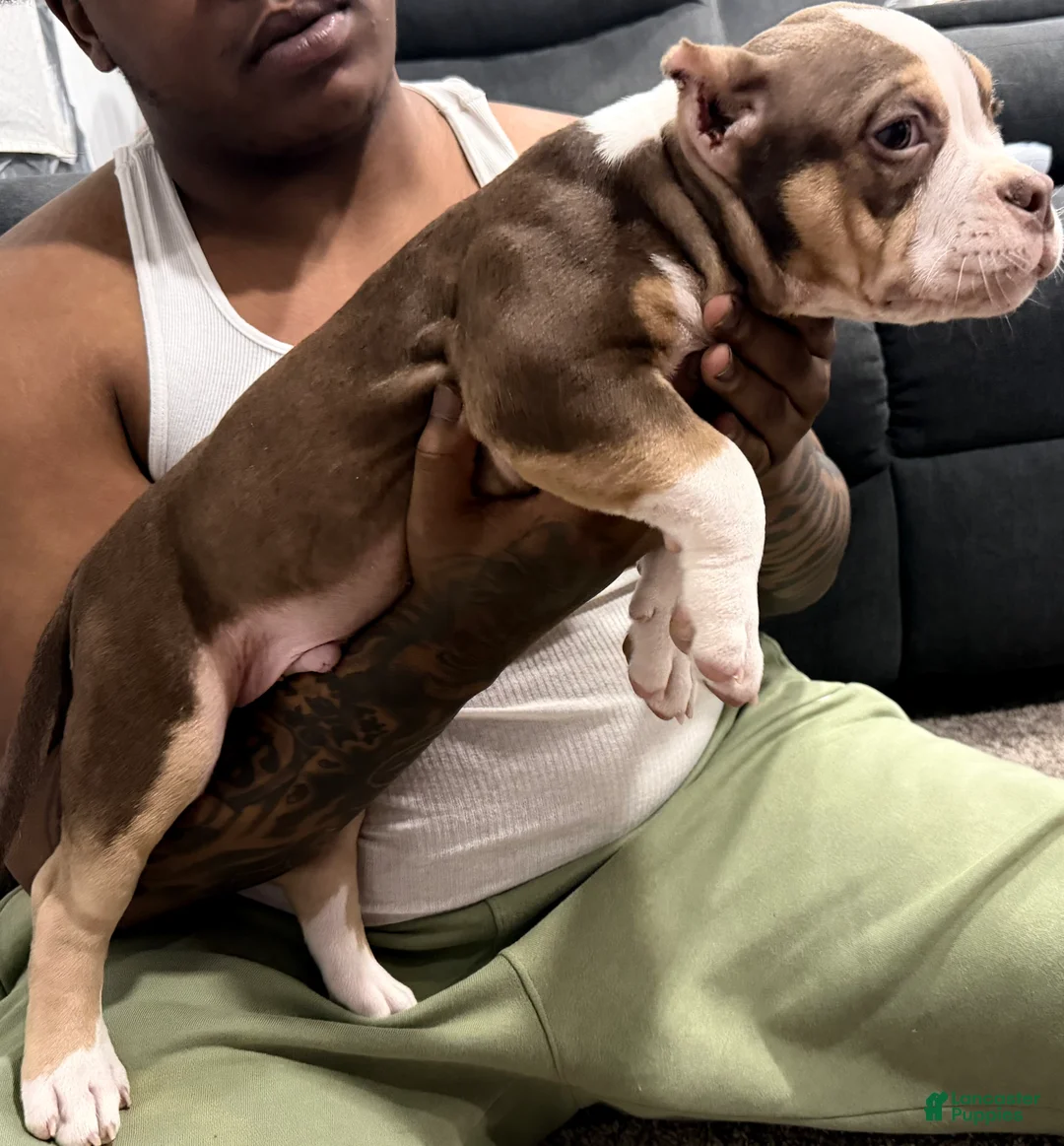 American Bully dogs for sale: American Bully Puppy 1 - Ad 1