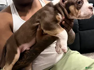 American Bully dogs American Bully Puppy 1 - Ad 30