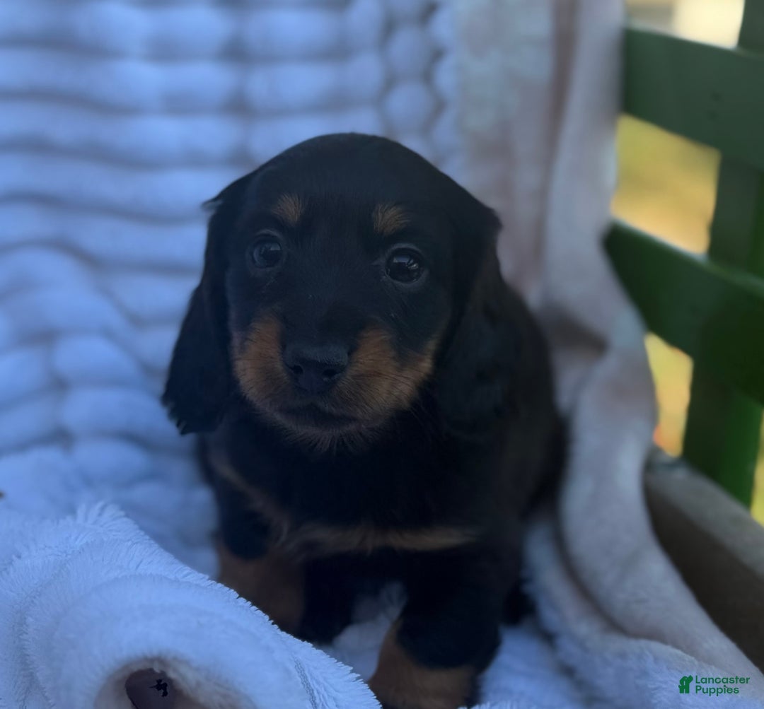 Miniature Dachshund dogs for sale: Flicka - Ad 3