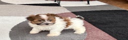 Havanese dogs for sale: Male 1 - Ad 7