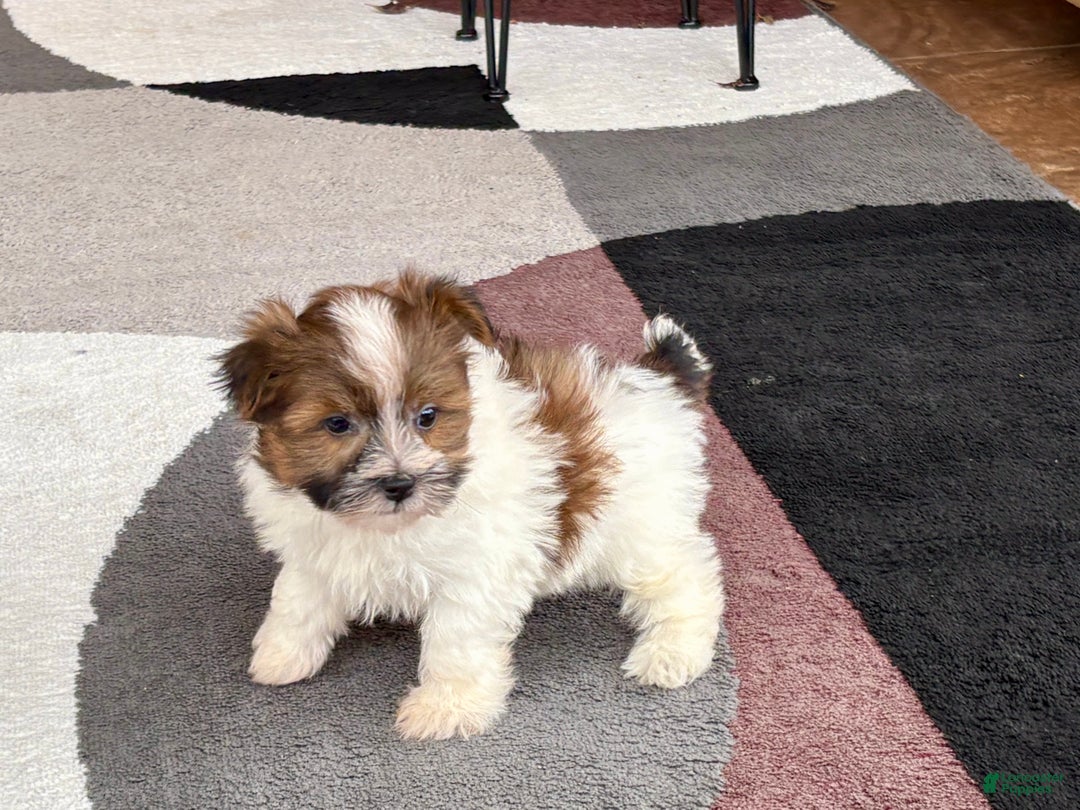 Havanese dogs for sale: Male 1 - Ad 7