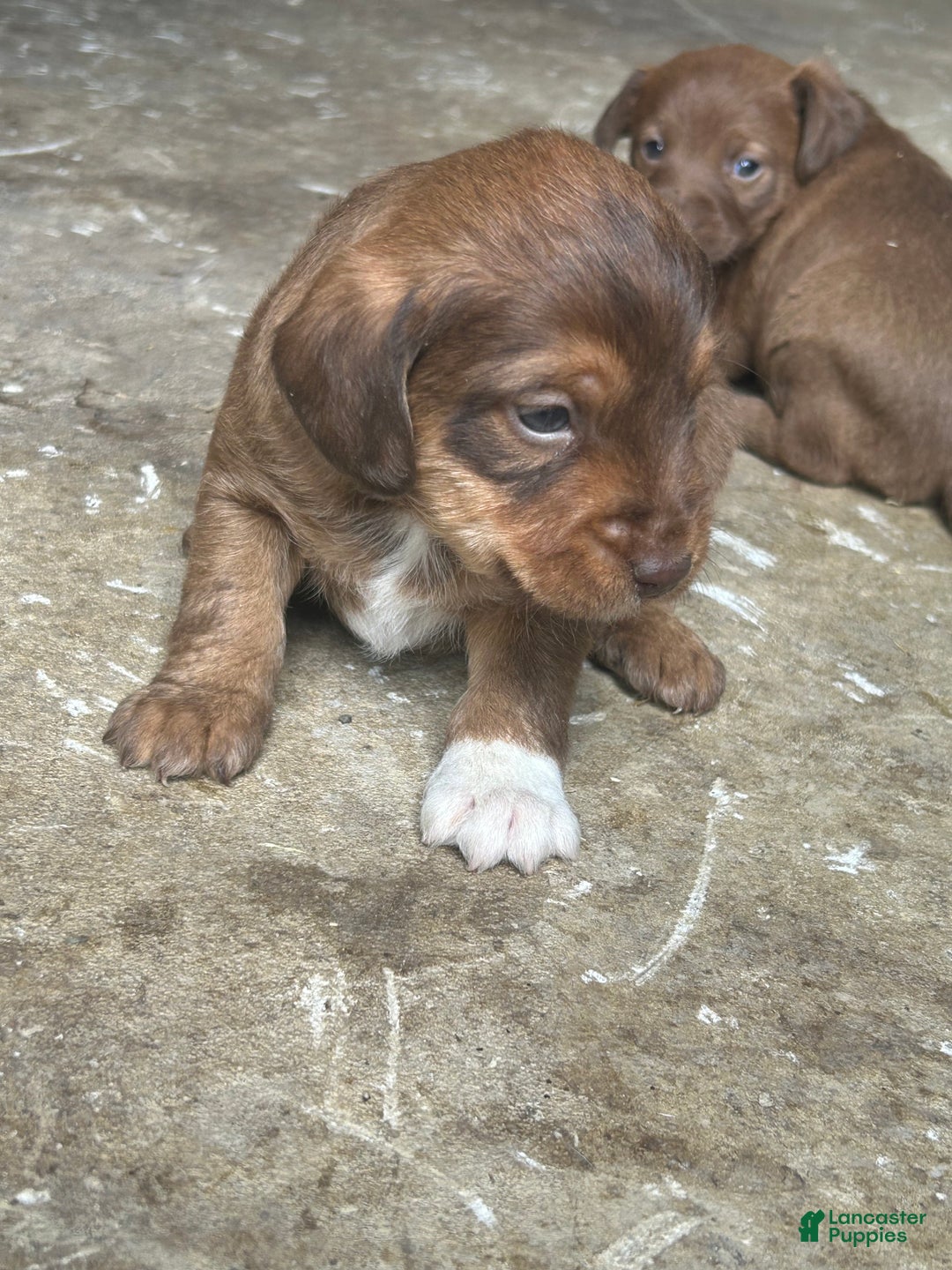 Jackapoo dogs for sale: Jackapoo Puppy 1 - Ad 1