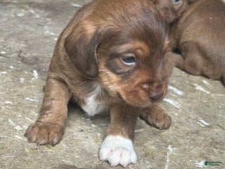 Jackapoo dogs Jackapoo Puppy 1 - Ad 11