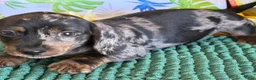 Miniature Dachshund dogs for sale: Speckles - Ad 2
