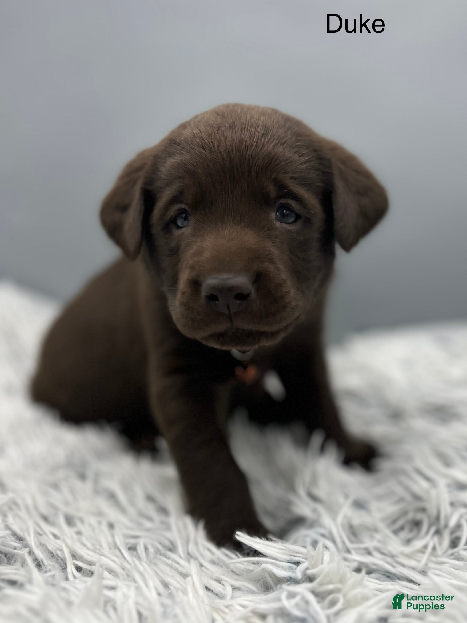 Labrador Retriever dogs Duke Labrador Retriever Puppy  - Ad 1