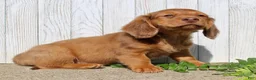 Miniature Dachshund dogs for sale: Avery - Ad 4