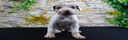 Great Dane dogs for sale: Apollo - Ad 7