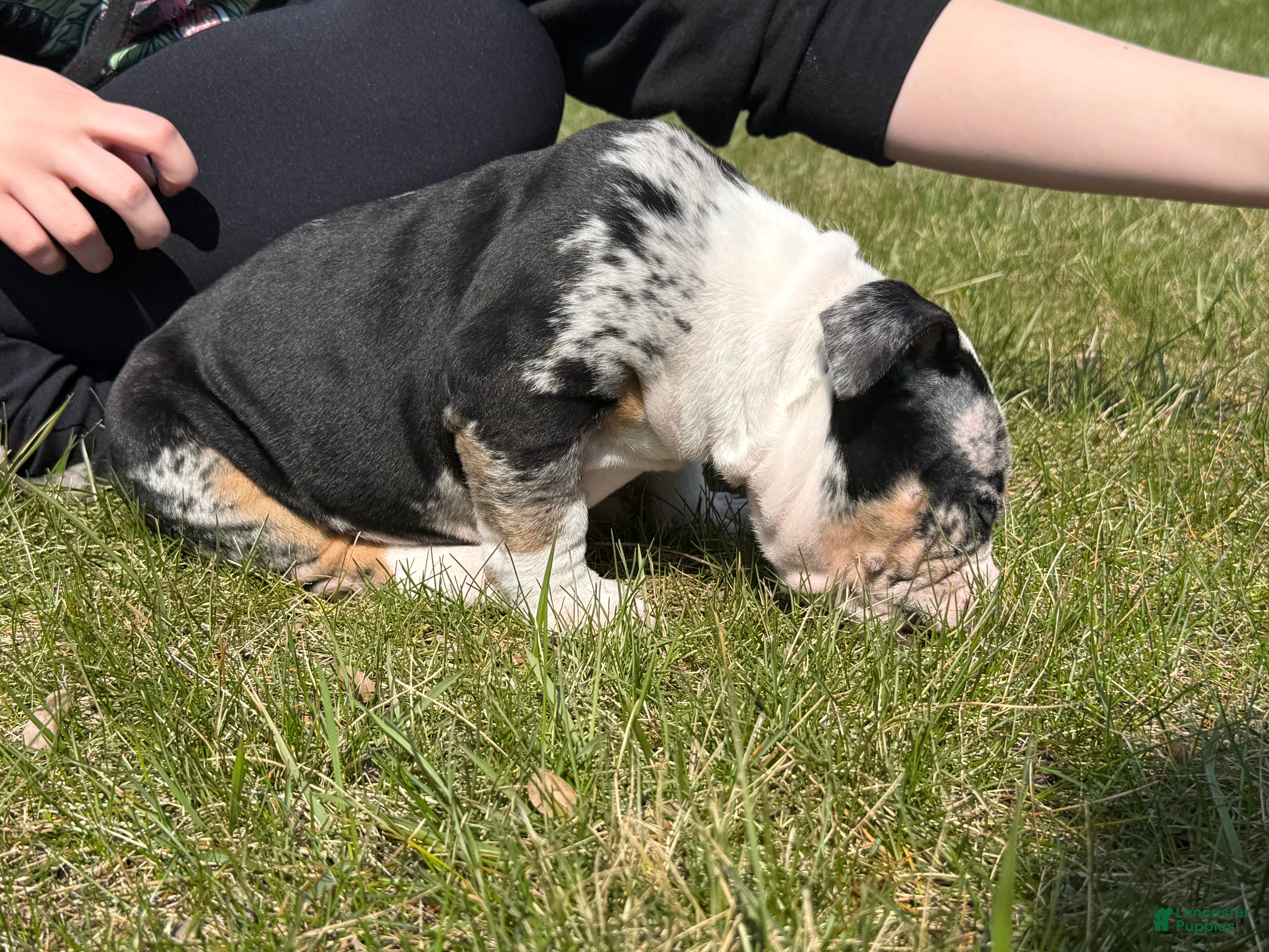 American Bully dogs Dazy  - Ad 2