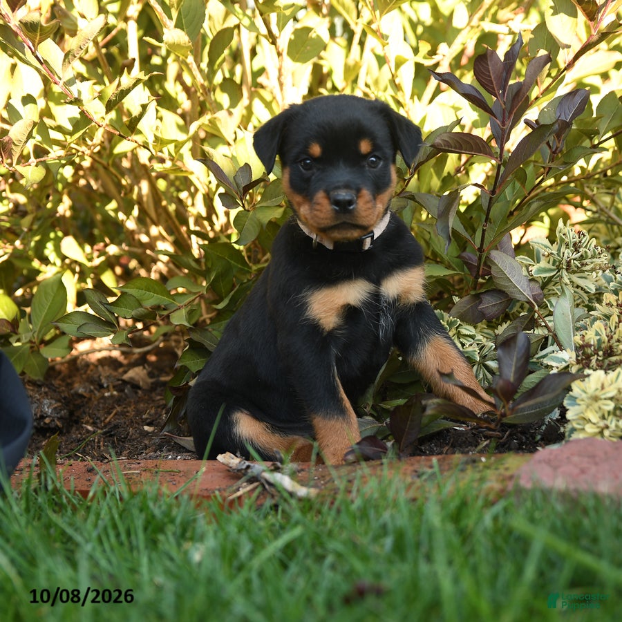 Rottweiler dogs Piper  - Ad 1