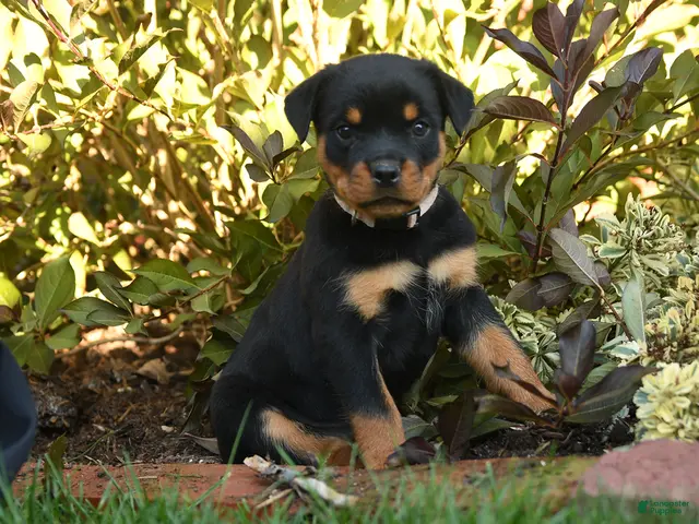 Rottweiler dogs Piper - Ad 1