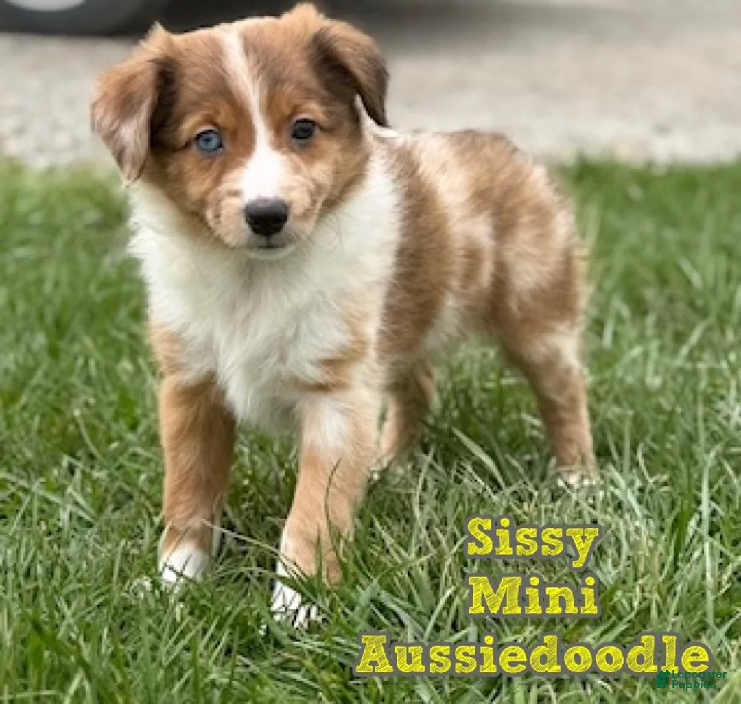Mini Aussiedoodle dogs for sale: Sissy - Ad 1