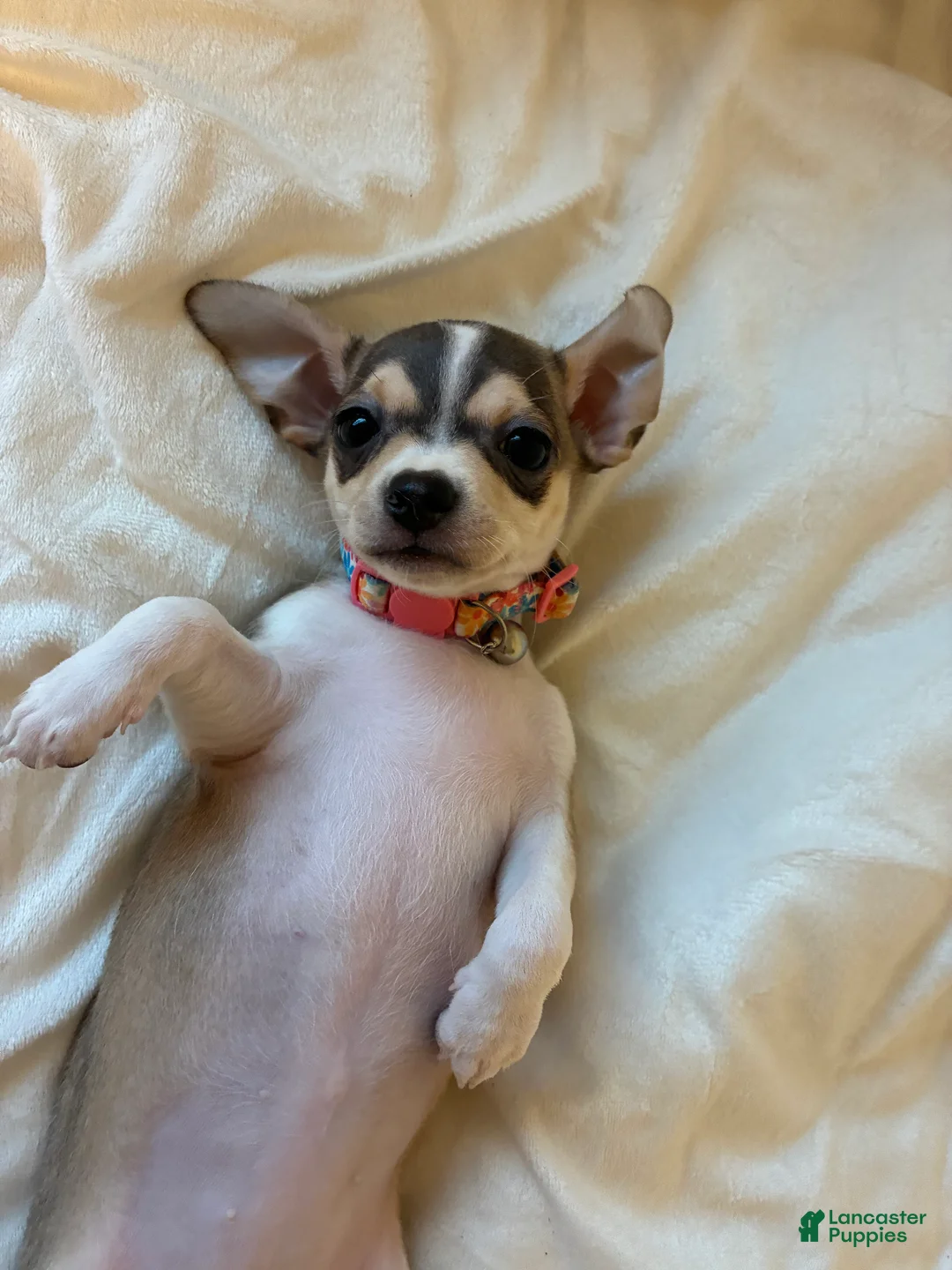 Chihuahua dogs for sale: Chihuahua 3 - Ad 2