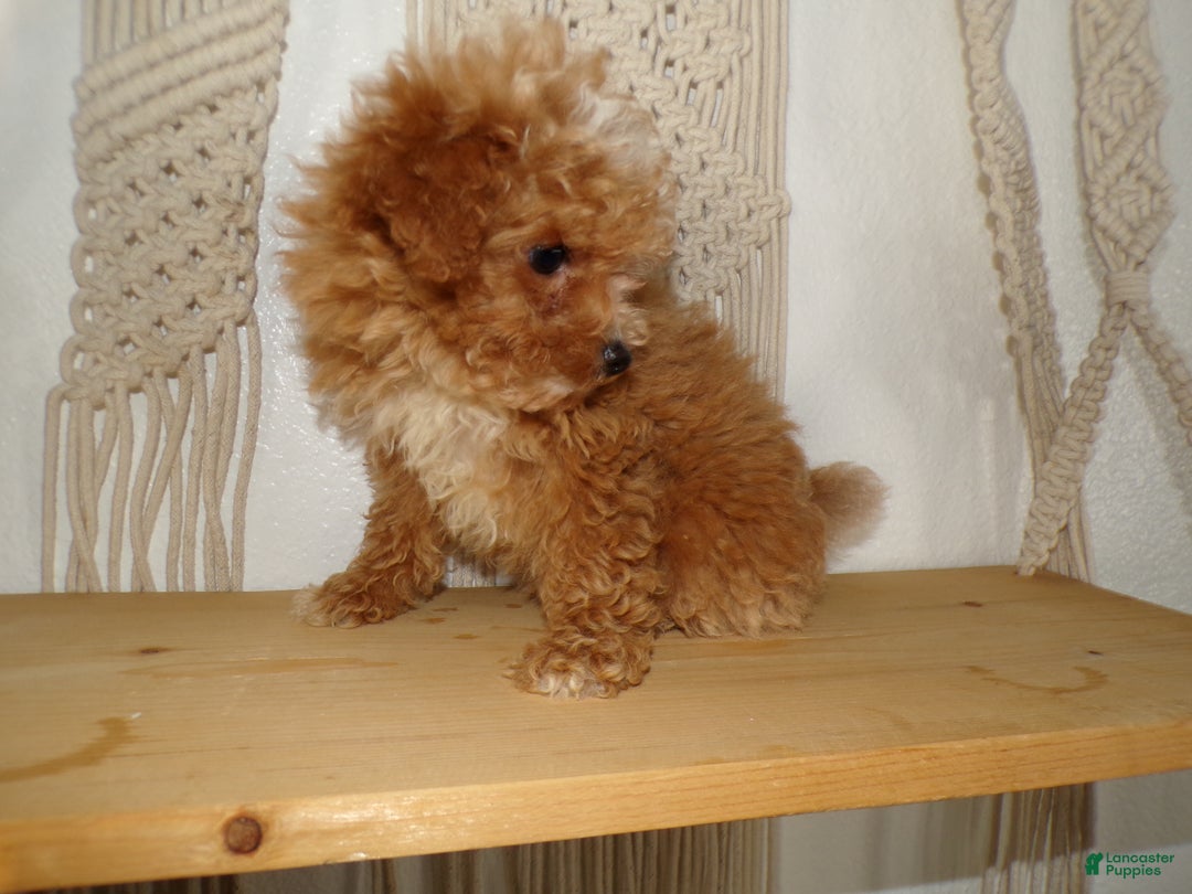 Toy Poodle dogs for sale: Toy Poodle Puppy 1 Sassy - Ad 2