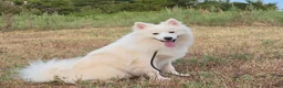 Pomsky dogs for sale: Aspen - Ad 3