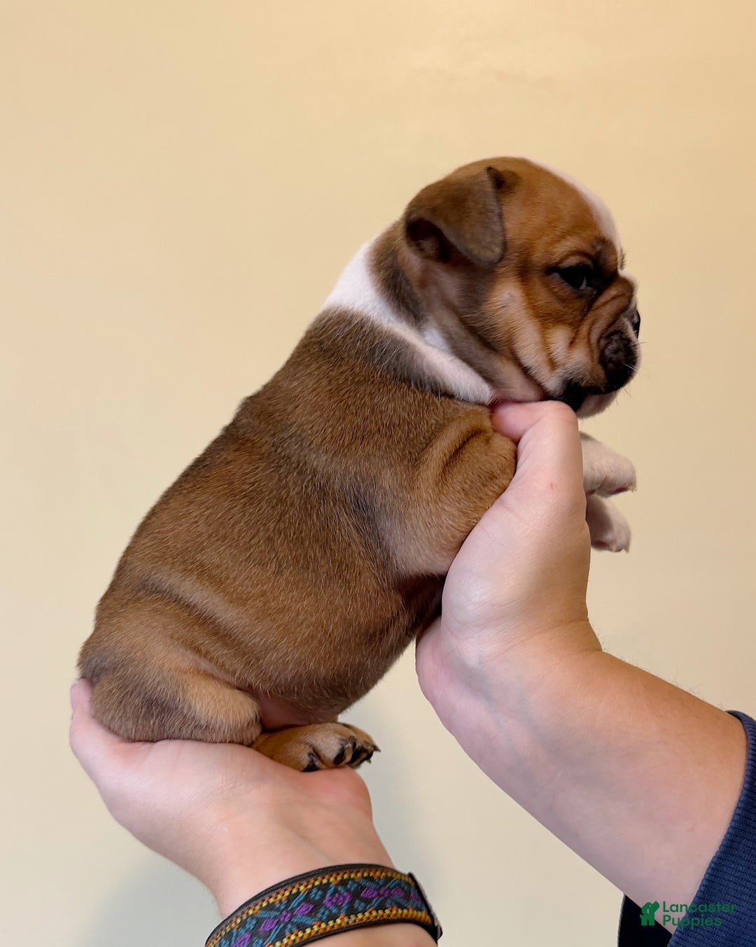 English Bulldog dogs for sale: Cookie - Ad 6