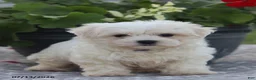 Maltese dogs for sale: Arlene - Ad 6