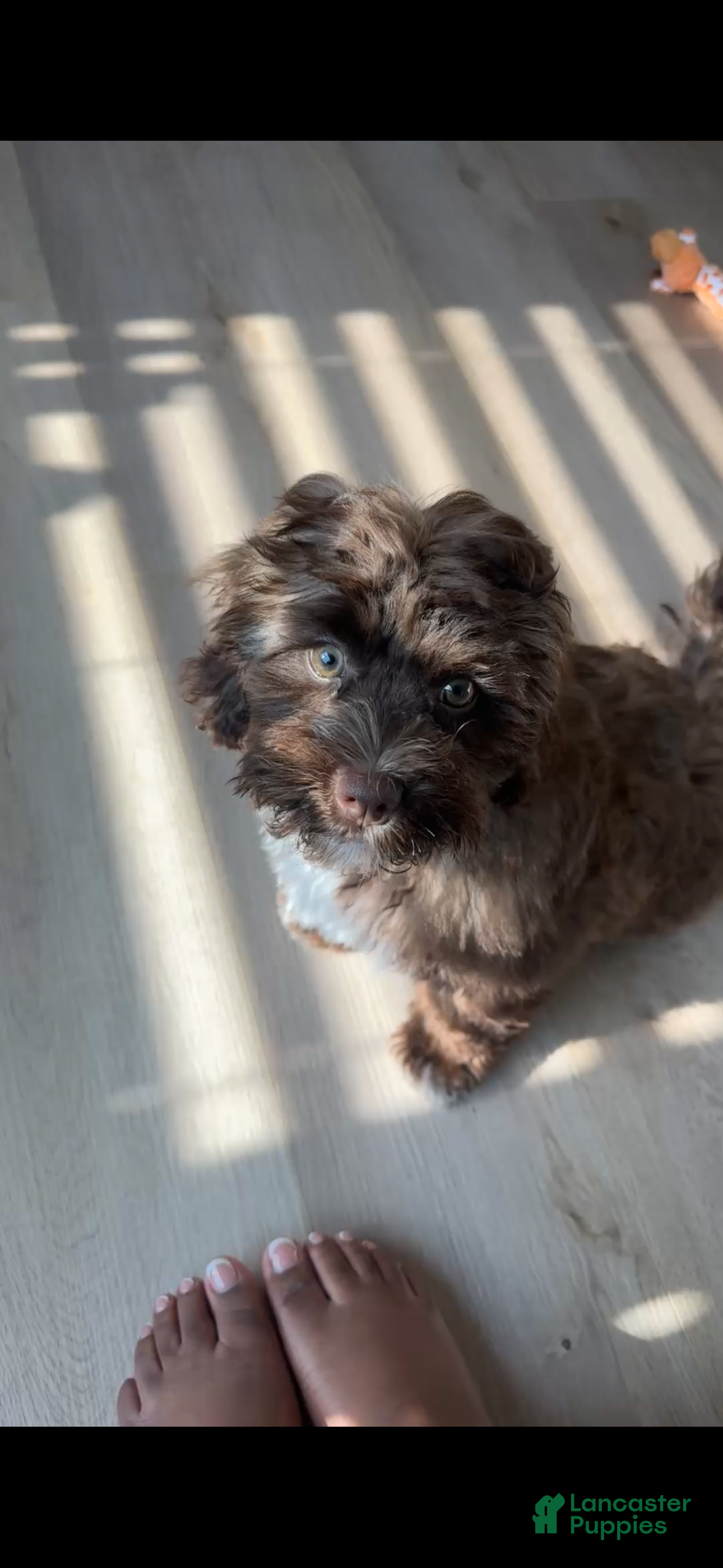 Shihpoo dogs Shihpoo 1 - Ad 17