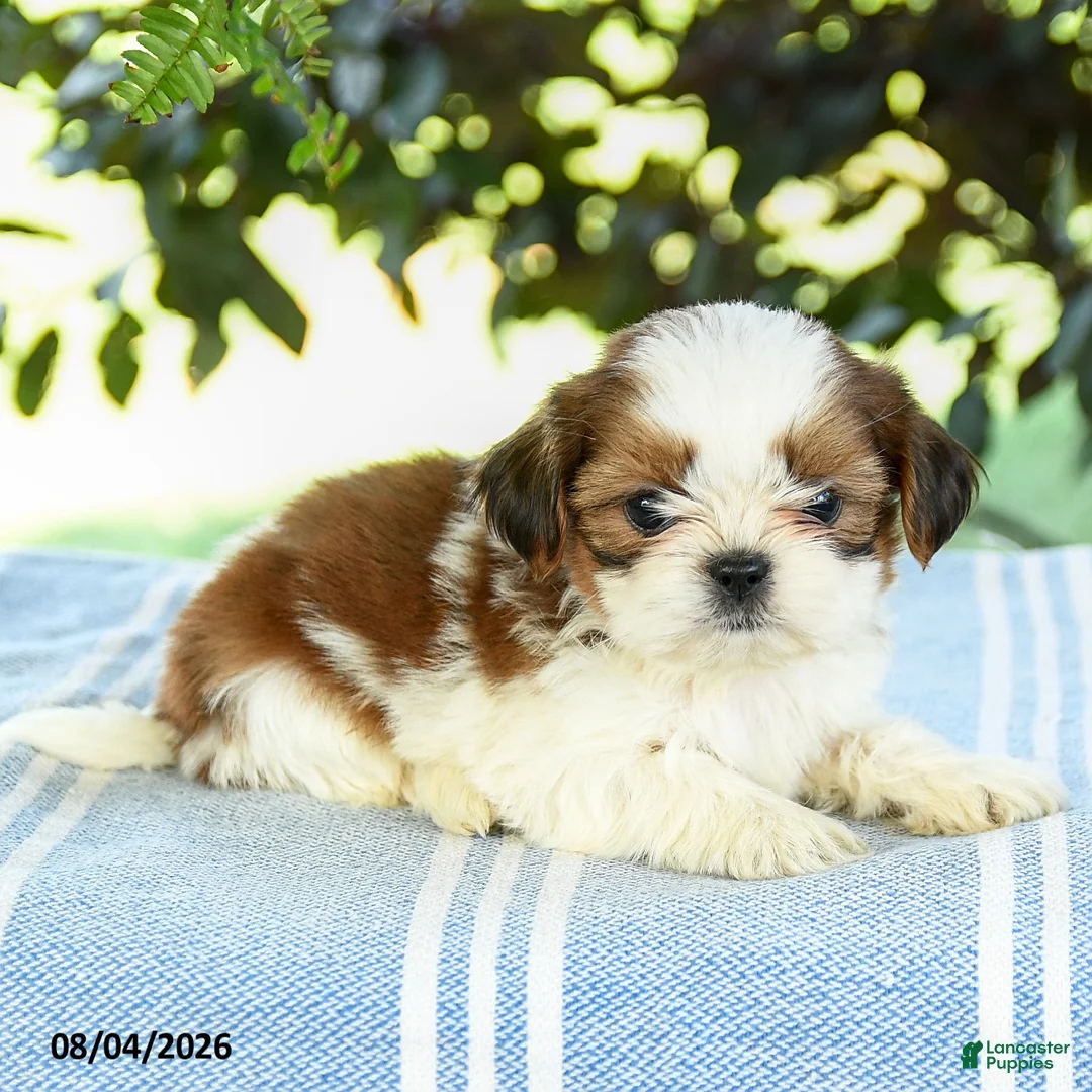 Shih Tzu dogs for sale: Gavin - Ad 2