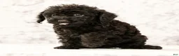 Havapoo dogs for sale: Dahlia - Ad 7