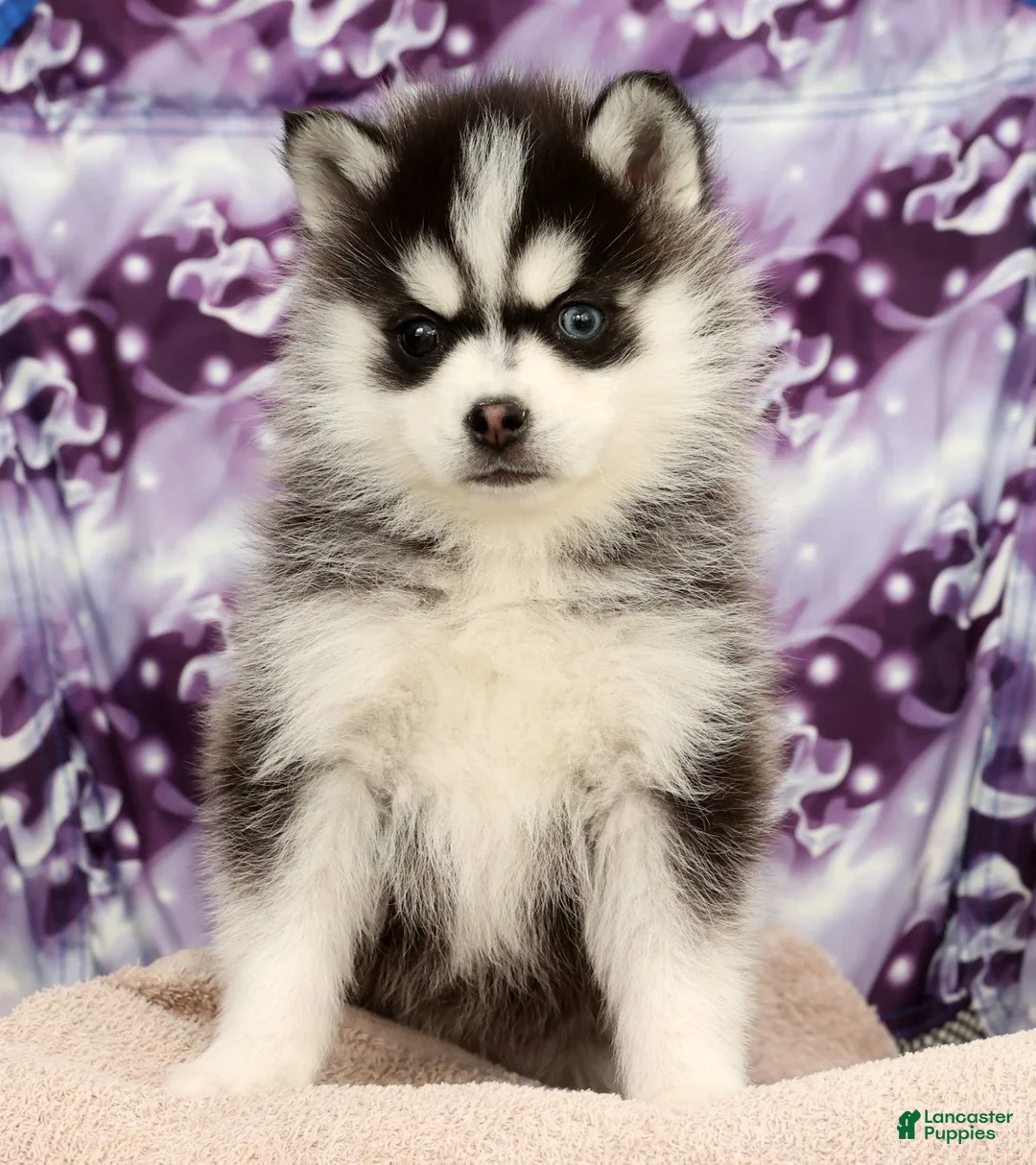 Pomsky dogs for sale: Tucker - Ad 1