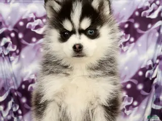 Pomsky dogs Tucker - Ad 34