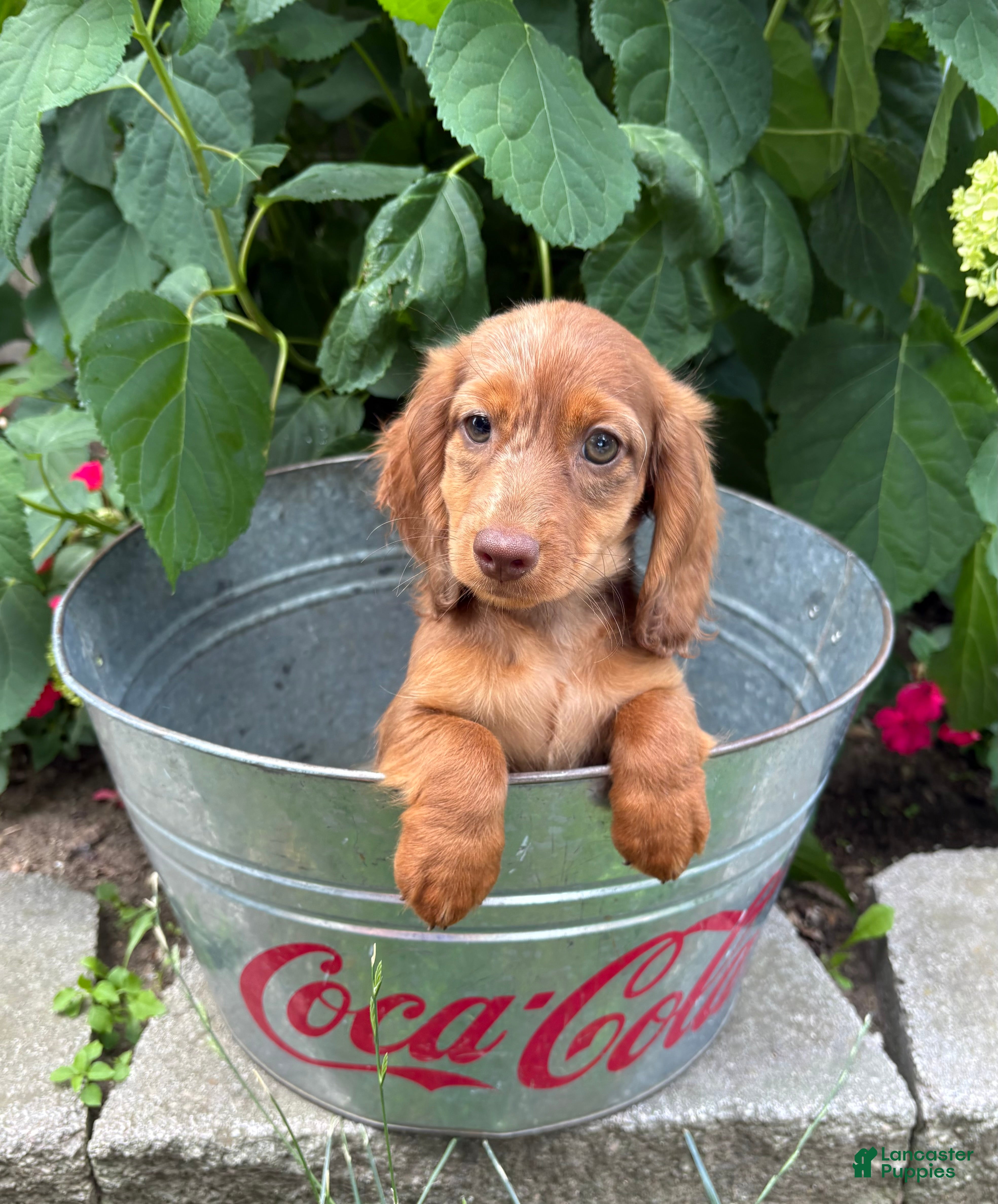 Dachshund dogs Aerie - Ad 2