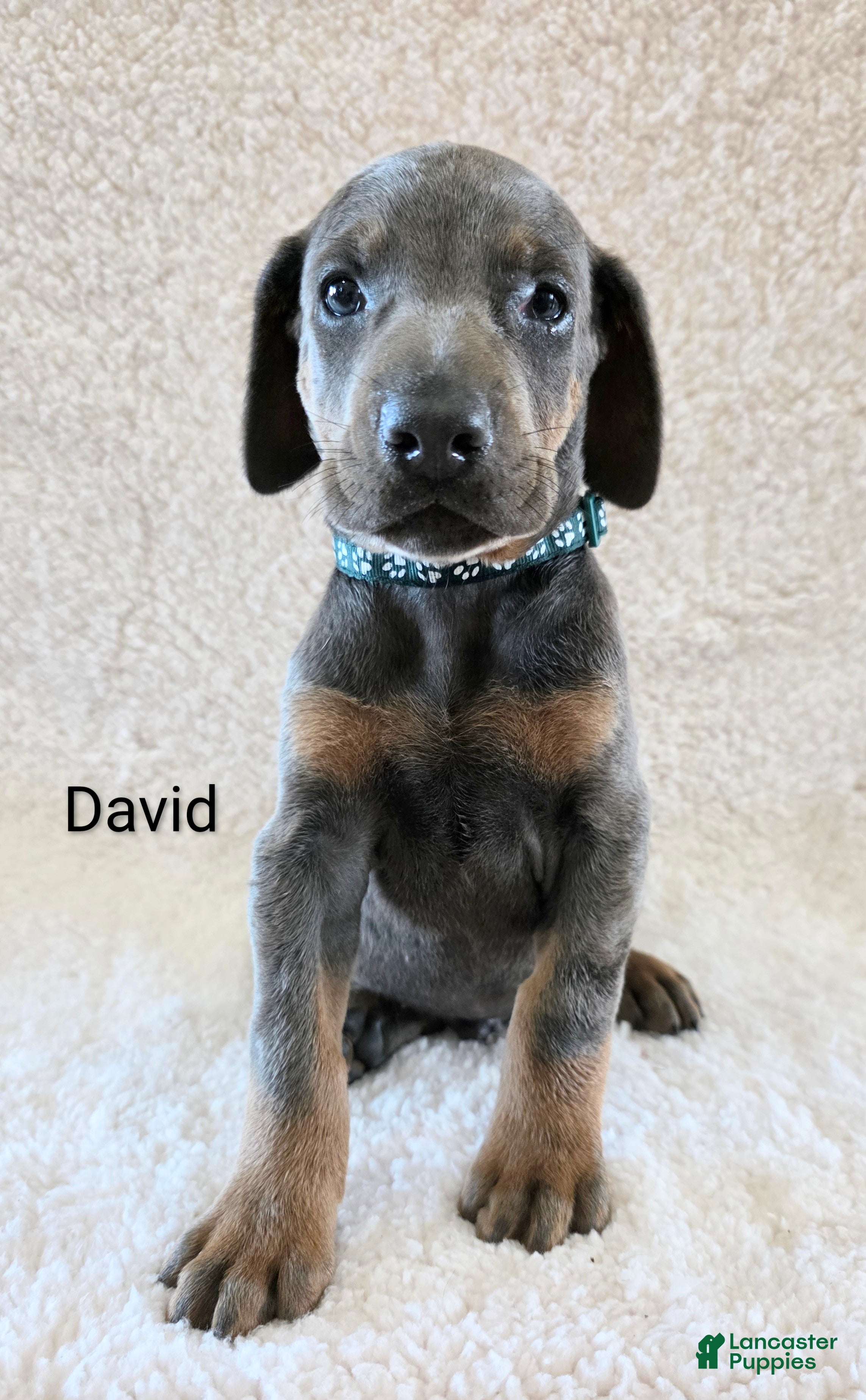 Doberman Pinscher dogs Doberman Pinscher Puppy 1 - Ad 25