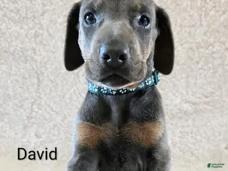 Doberman Pinscher dogs Doberman Pinscher Puppy 1 - Ad 21