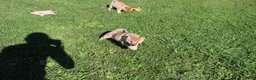 Shiba Inu dogs for sale: Chili - Ad 11
