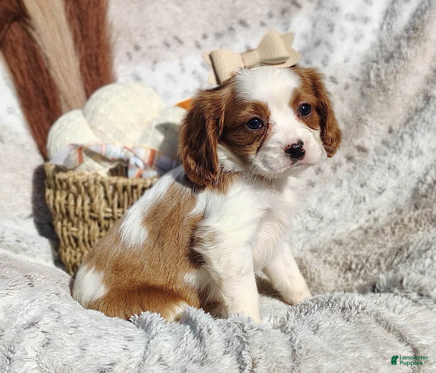 Cavapoo dogs for sale: Tulip - Ad 2