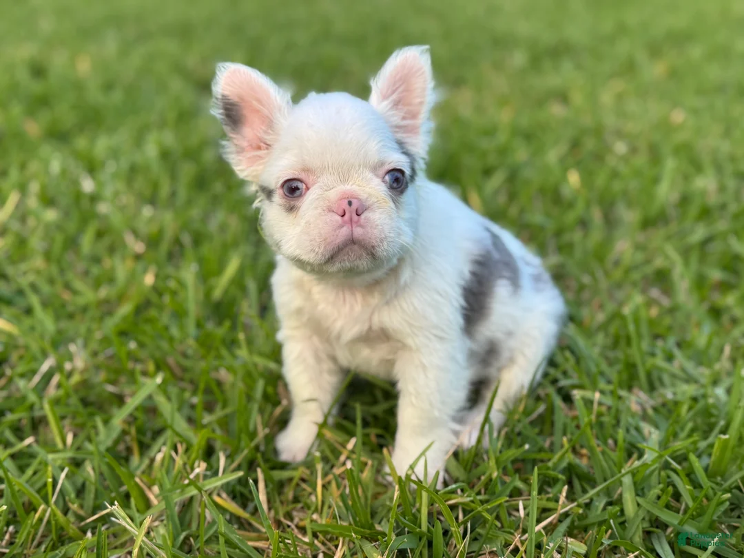 French Bulldog dogs for sale: Kona - Ad 1