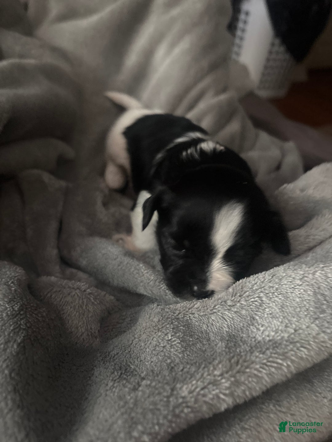 Mixed Breed dogs for sale: Mixed Breed Puppy 2 - Ad 1