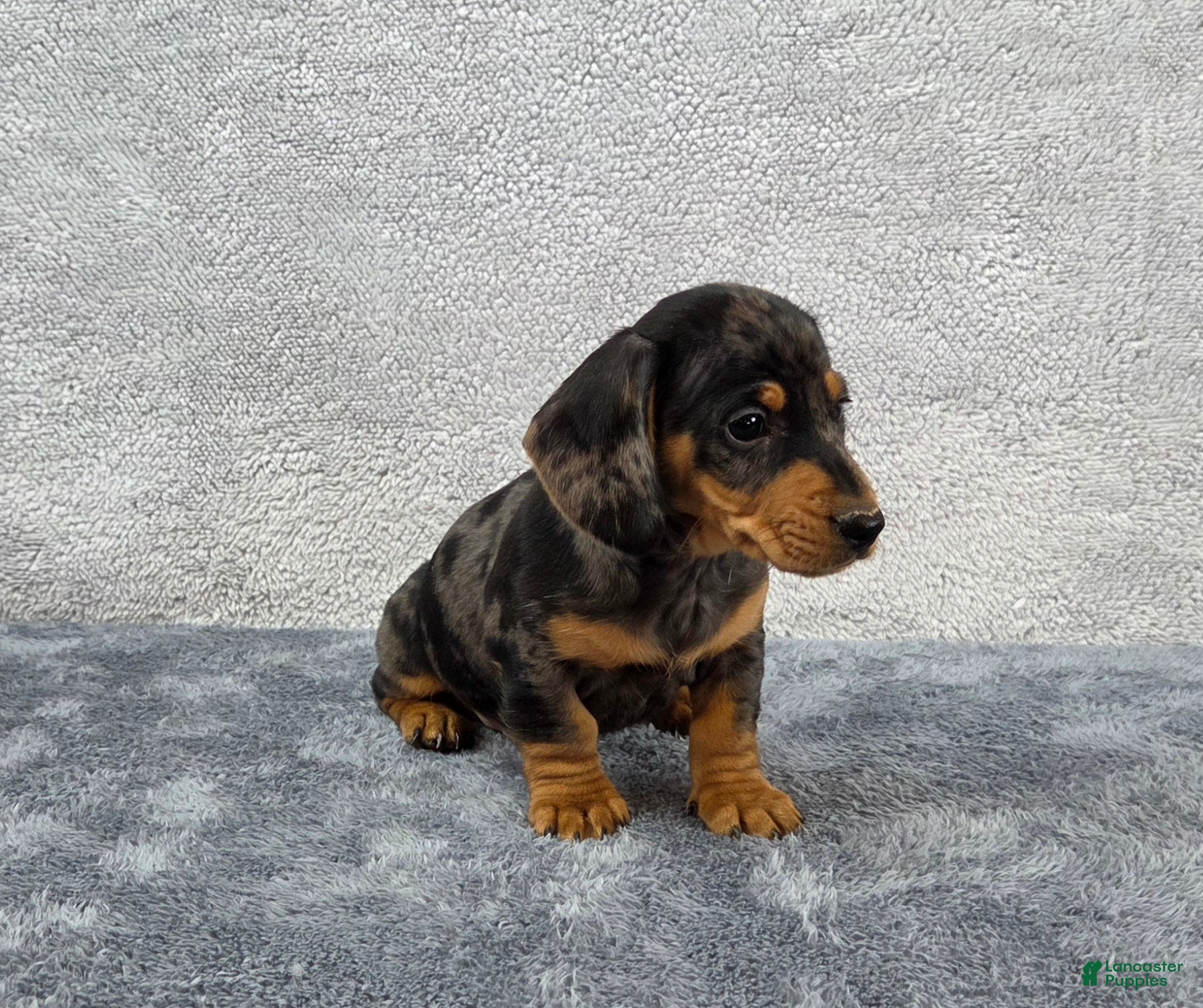 Miniature Dachshund dogs Oscar  - Ad 16