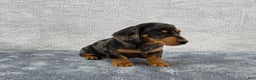 Miniature Dachshund dogs for sale: Oscar  - Ad 1