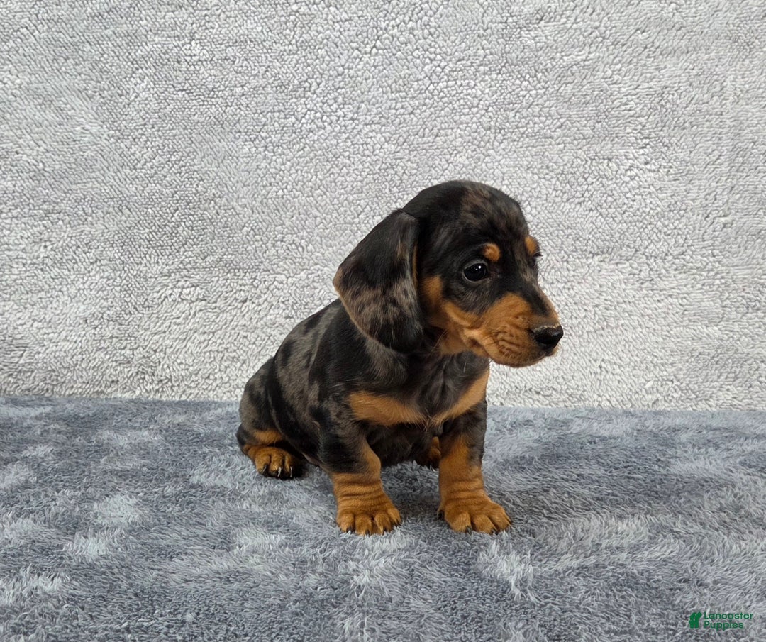 Miniature Dachshund dogs for sale: Oscar  - Ad 1